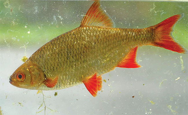 Живая рыба краснопёрка в водоём