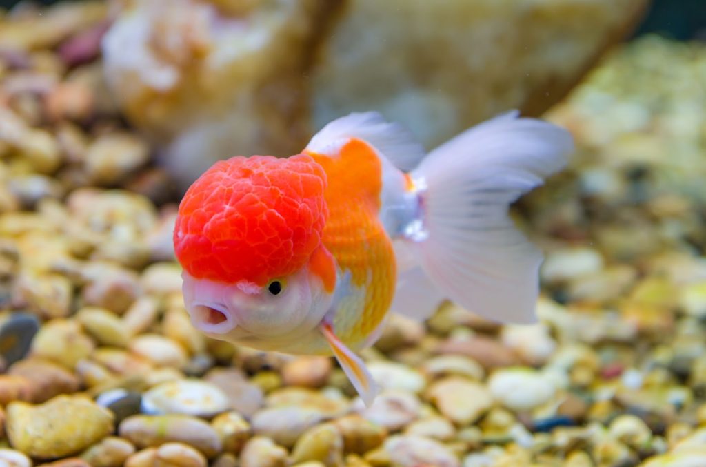 Красивая рыба красная шапочка в ваш пруд